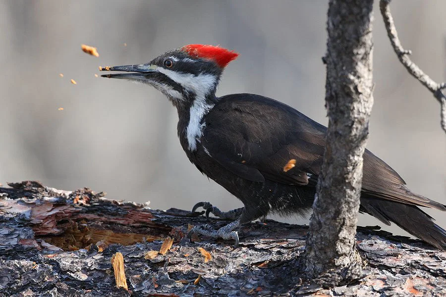 The Bitterroot Pterodactyl: Pileated woodpeckers are a year-around treat for local bird watchers