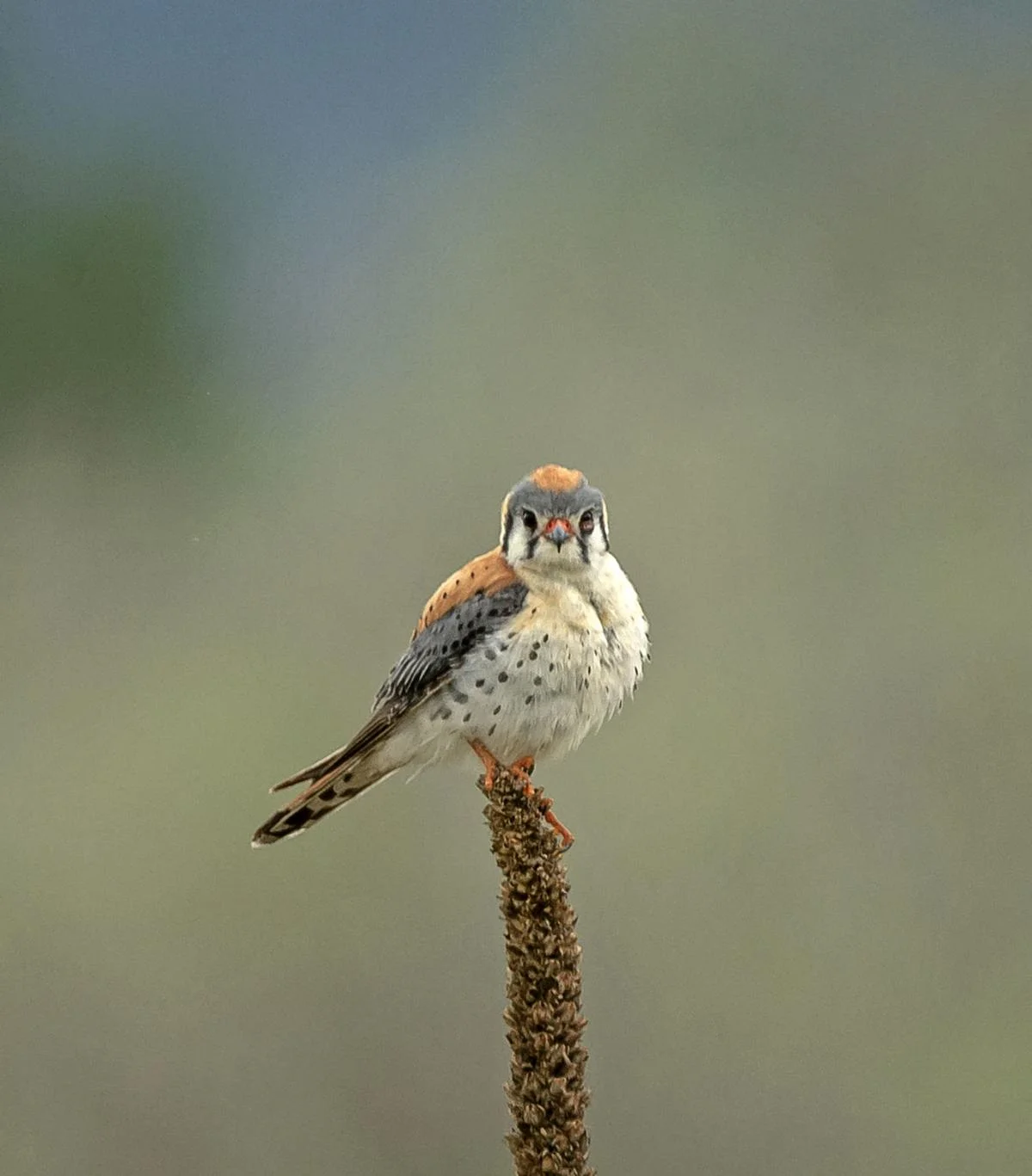 kestrel.jpg