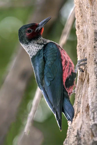 lewis woodpecker.jpg