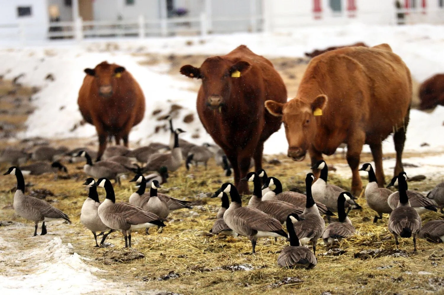 Snow, Snow, and More Snow: How’s it impacting Bitterroot Birds ...