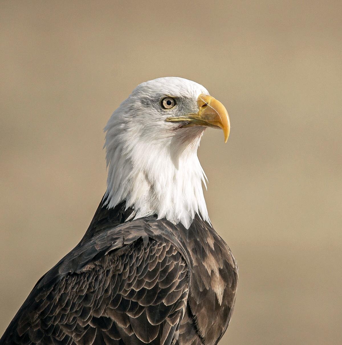 Bald eagles are conservation success story in Bitterroot and beyond —  Teller Wildlife Refuge