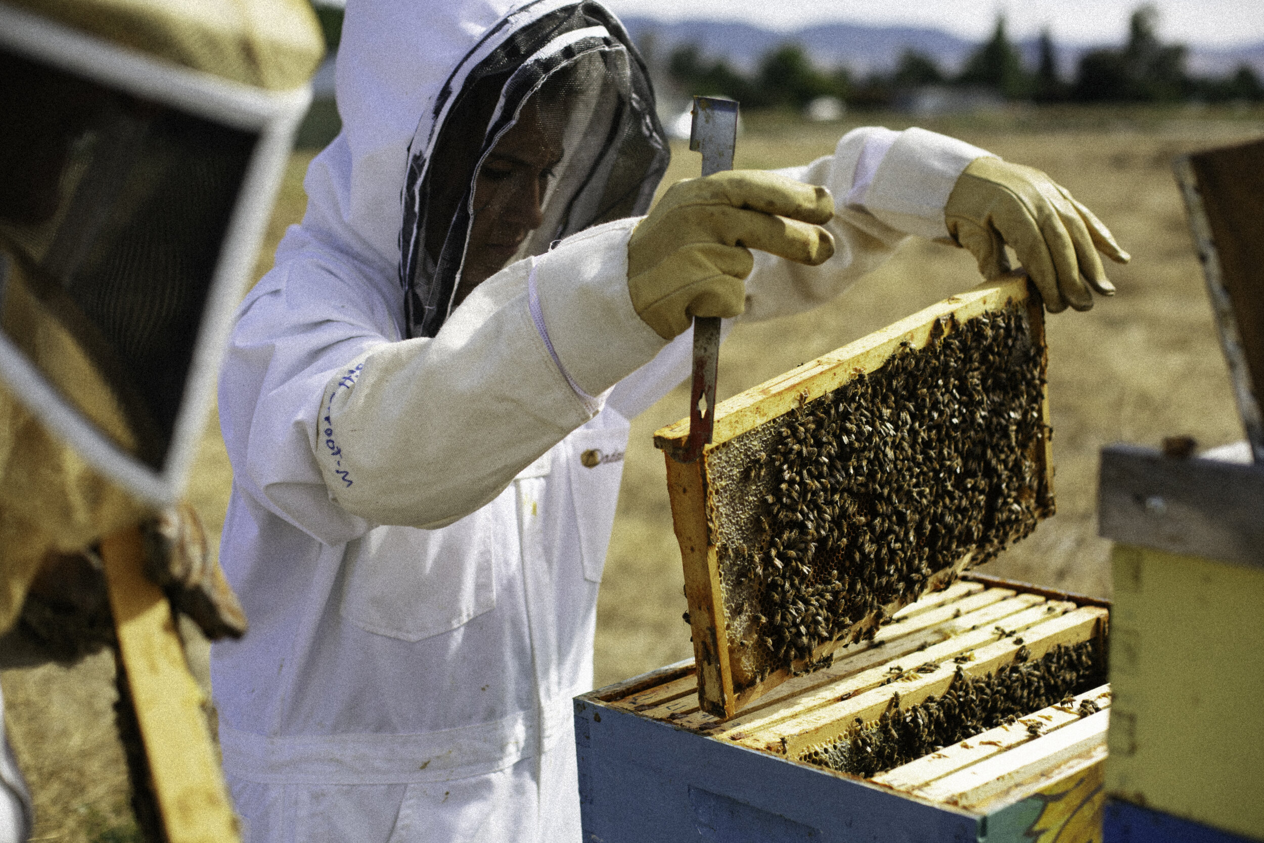  Teller is the host site for the Corvallis High FFA bee hive project. The perfect complement to our Pollinator Plot!     