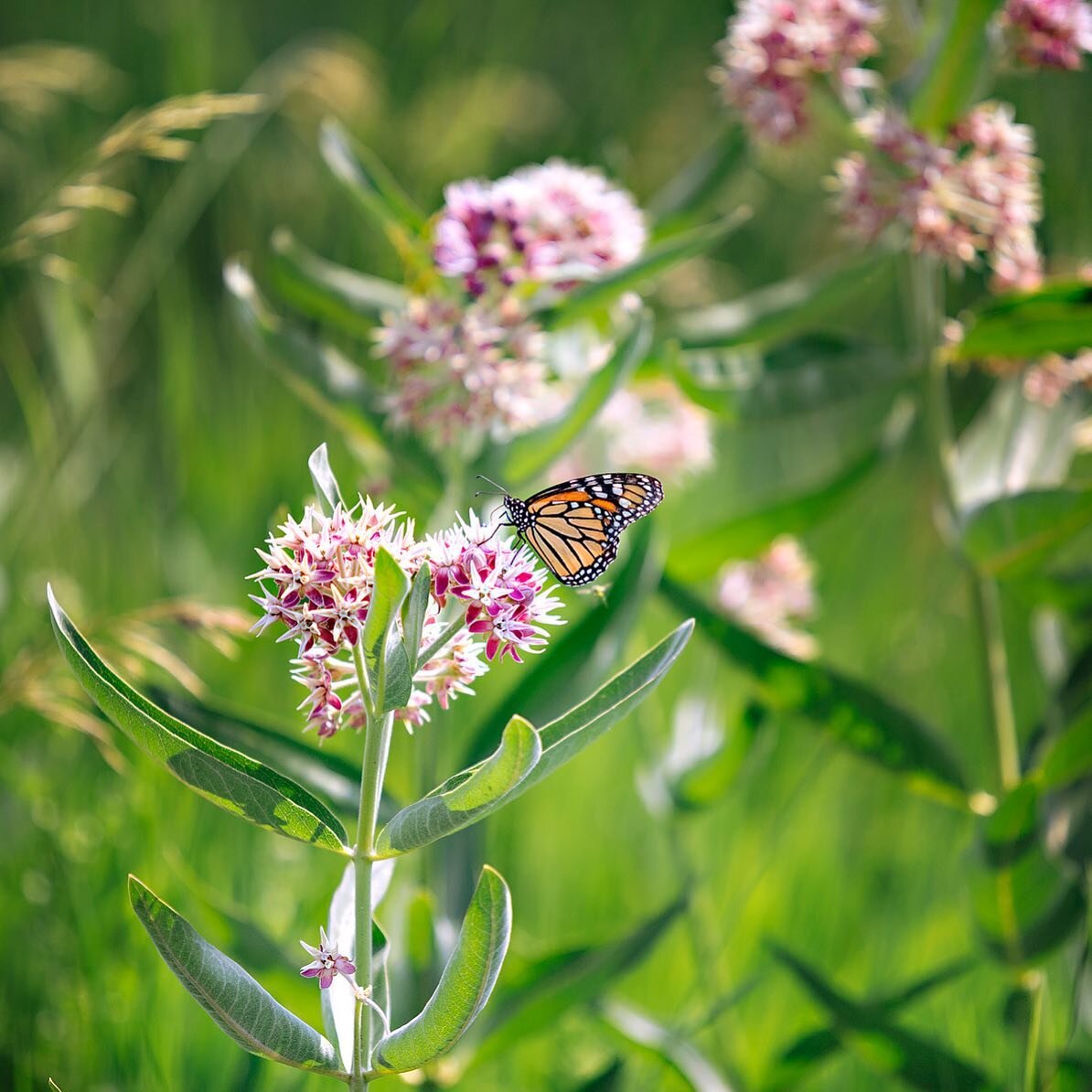 You&rsquo;ve likely seen stands of Showy Milkweed along roadside ditches or scattered amongst agriculture fields.  While some may see it as a nuisance, this perennial plays a very important role in the lifecycle of the monarch butterfly.  Monarch lar