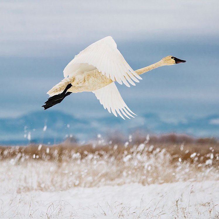 It was a quite a day for viewing wildlife on the refuge. White-tailed deer mingled with a flock of Sandhill Cranes in the barley field, a herd of elk made its way across Gird Creek, and 14 Tundra Swans shared our wetlands with a handful of American C