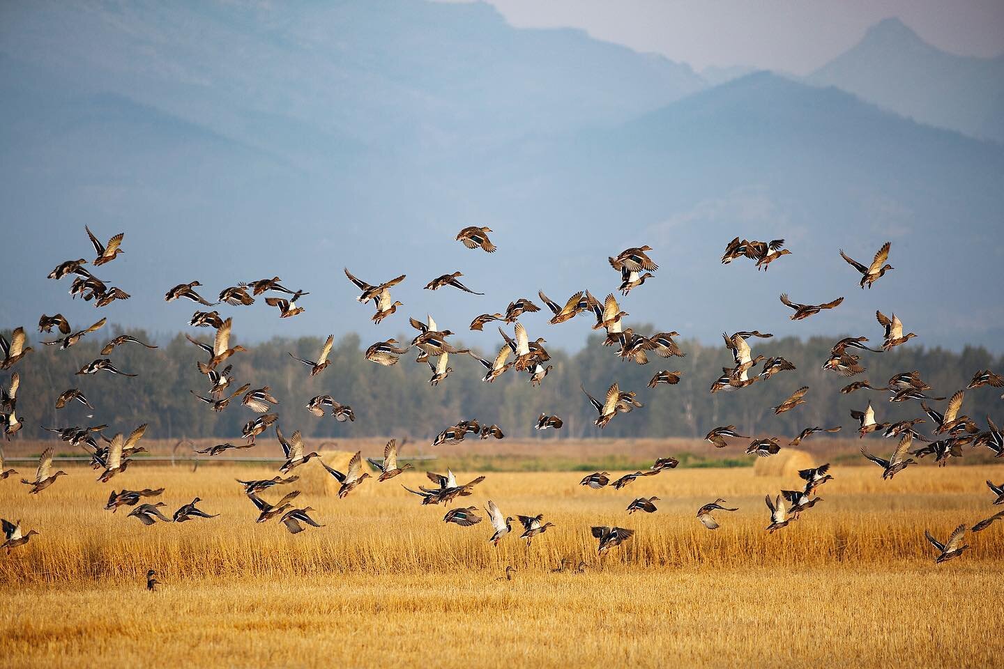 Sure fire signs of fall on the refuge 🦆