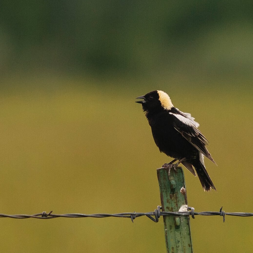 This fairly uncommon migratory songbird is known for its &ldquo;backwards tuxedo and golden top hat.&rdquo; Anyone know what it is?  If you guessed Bobolink, you guessed right!  Part of the blackbird family, these chatty birds can occasionally be see