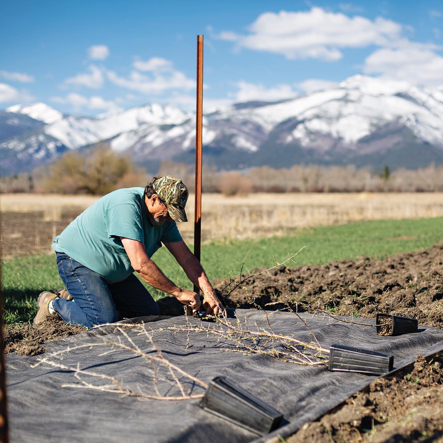 Happy Earth Day! To celebrate, Teller is planting 80 silver buffaloberry and golden currant shrubs, creating critical ground bird habitat. Tell us, how are you celebrating Earth Day? 🌎🌿🌳