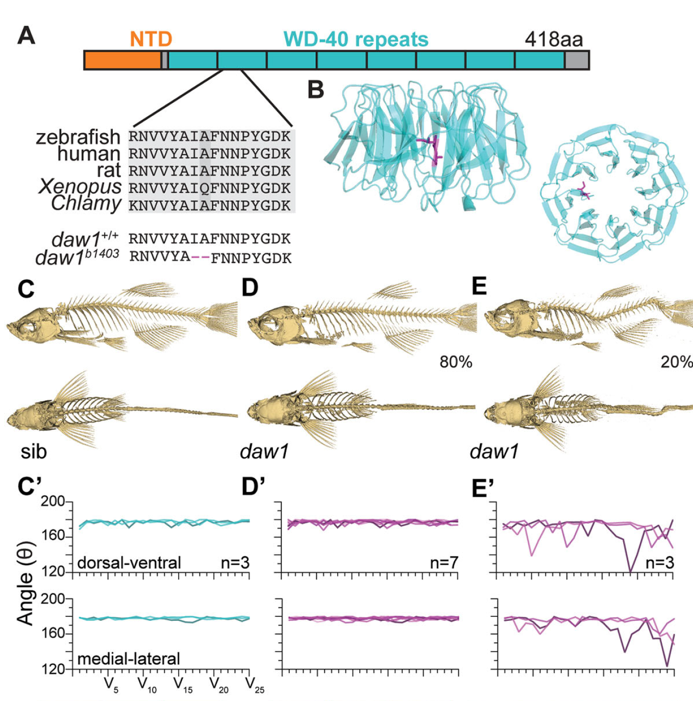 June 2022: New publication about Daw1 and cilia