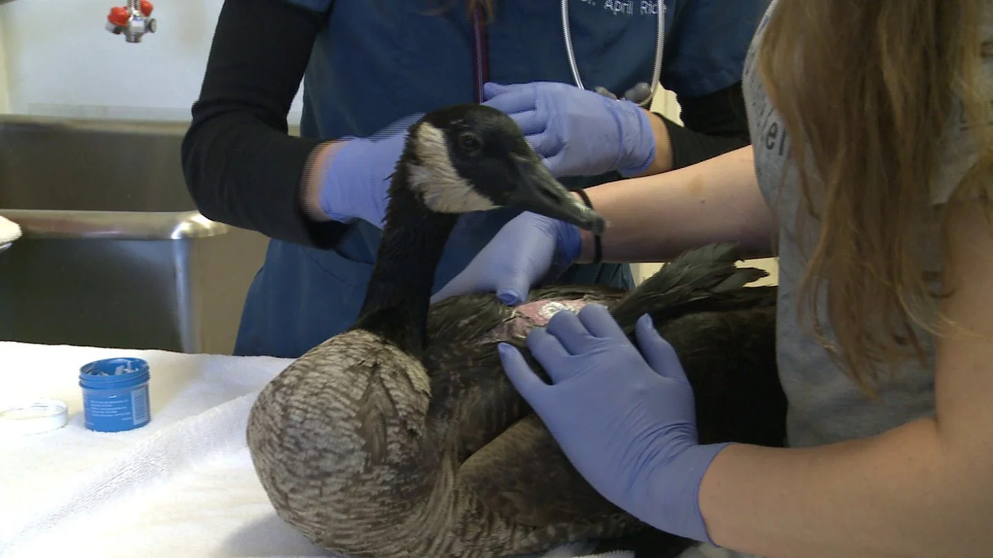 Officials looking for suspect who shot goose with arrow in Chesterfield