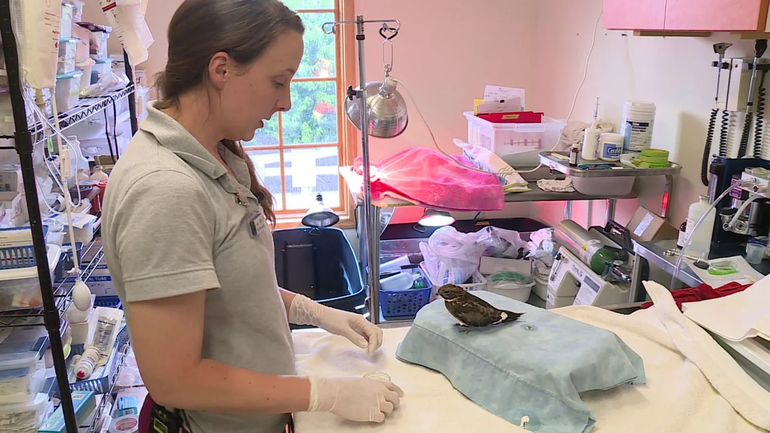 Richmond Wildlife Center in danger of closing, desperately needs funds