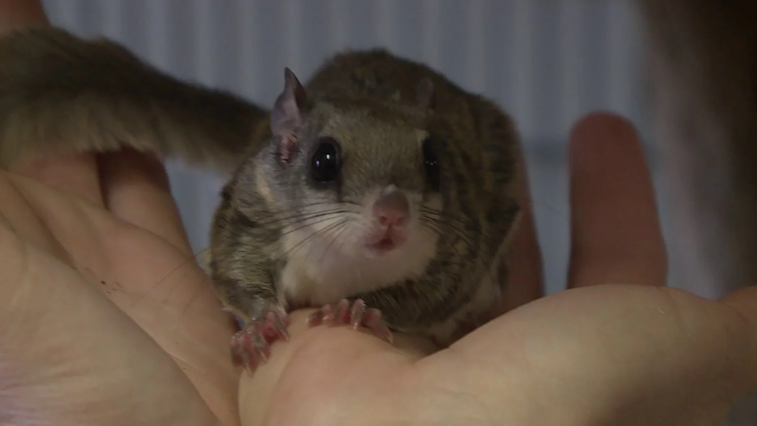 Mike Goldberg gives to Richmond Wildlife Center: ‘We’re answering a great need’