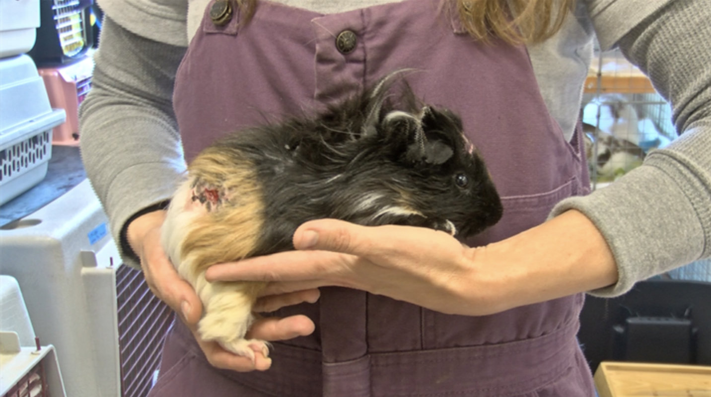 Animals in massive hoarding case are getting a new life