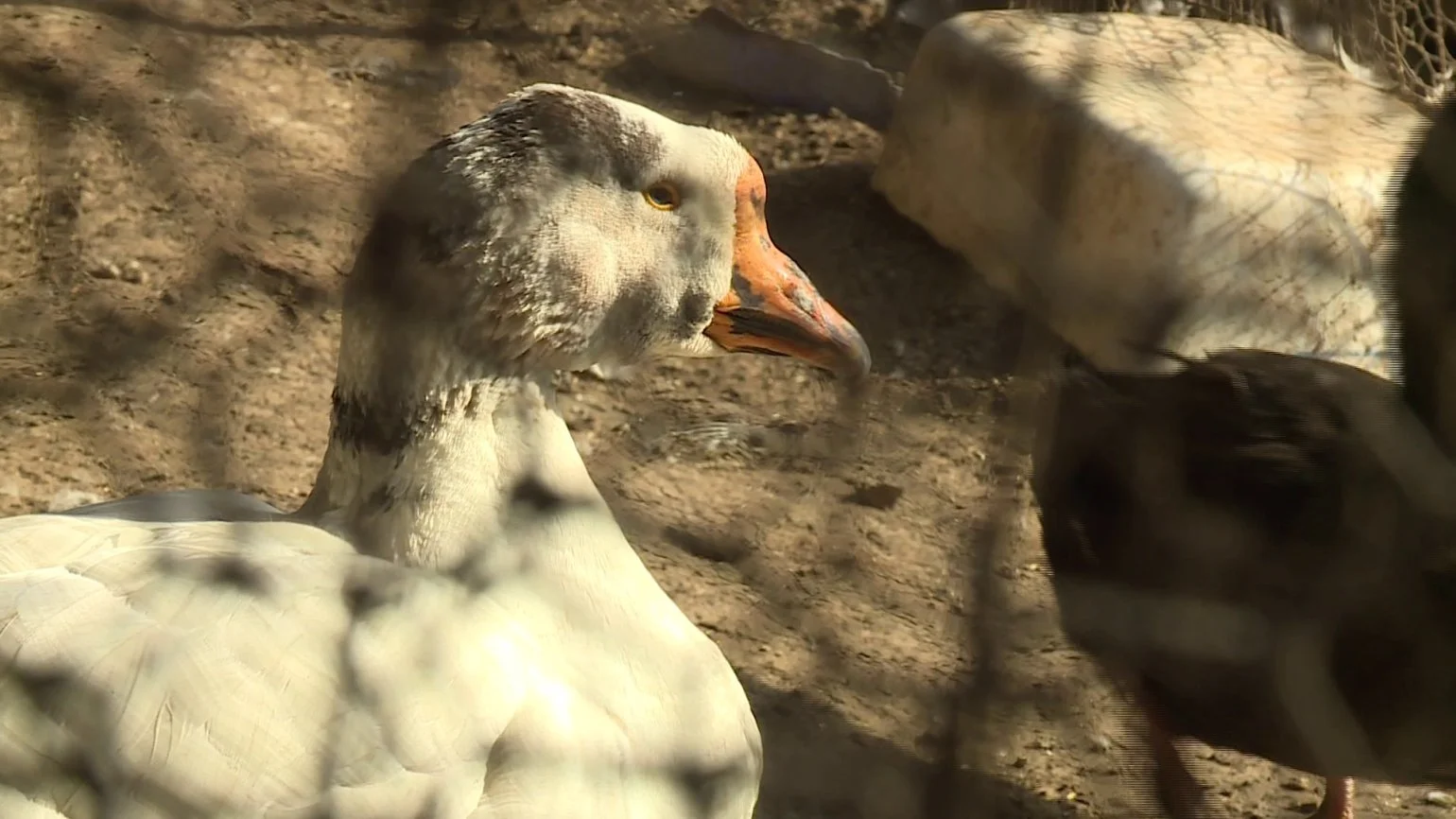 Richmond Wildlife Center in need of help after largest intake ever