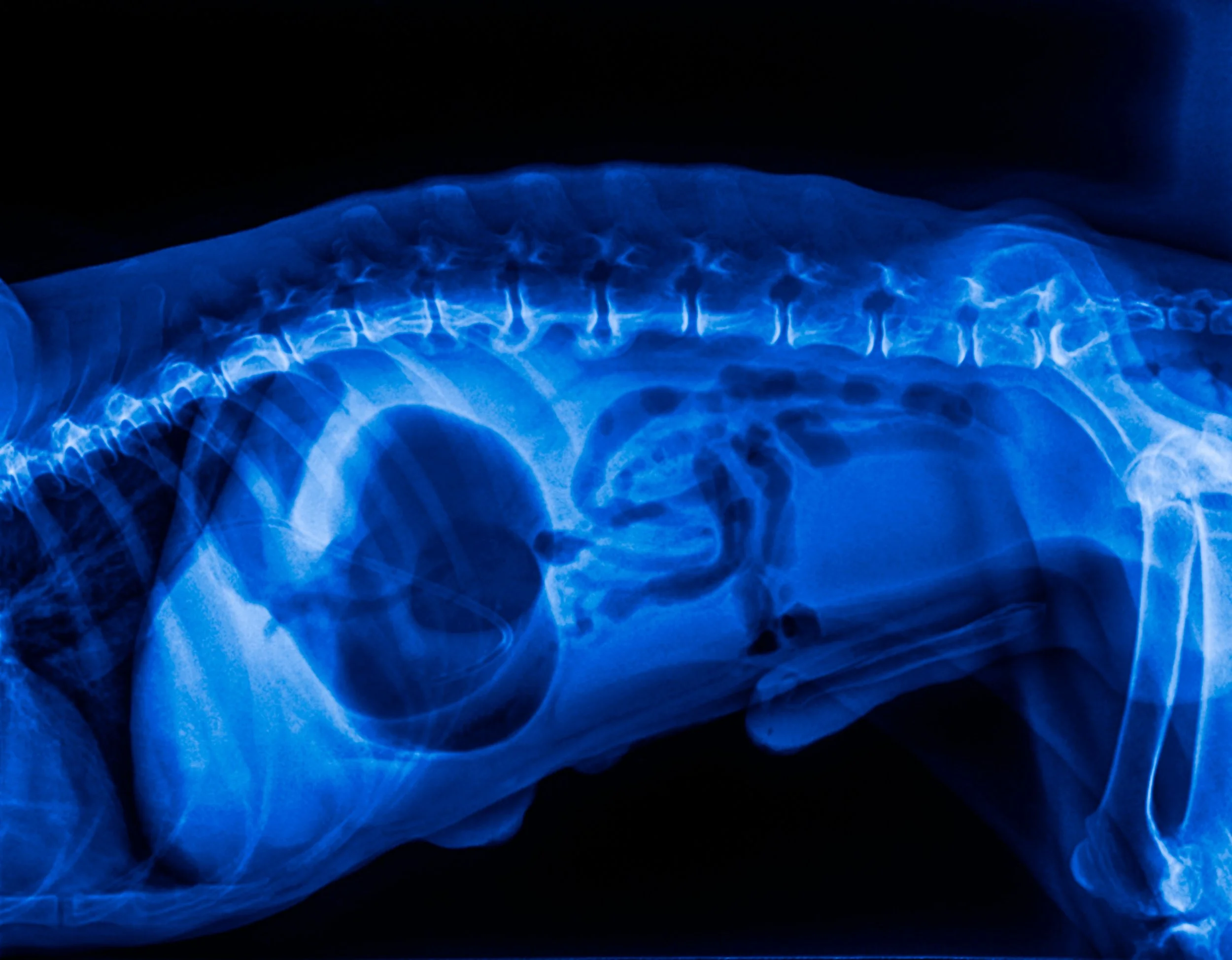 MRI For Dogs: What to Expect