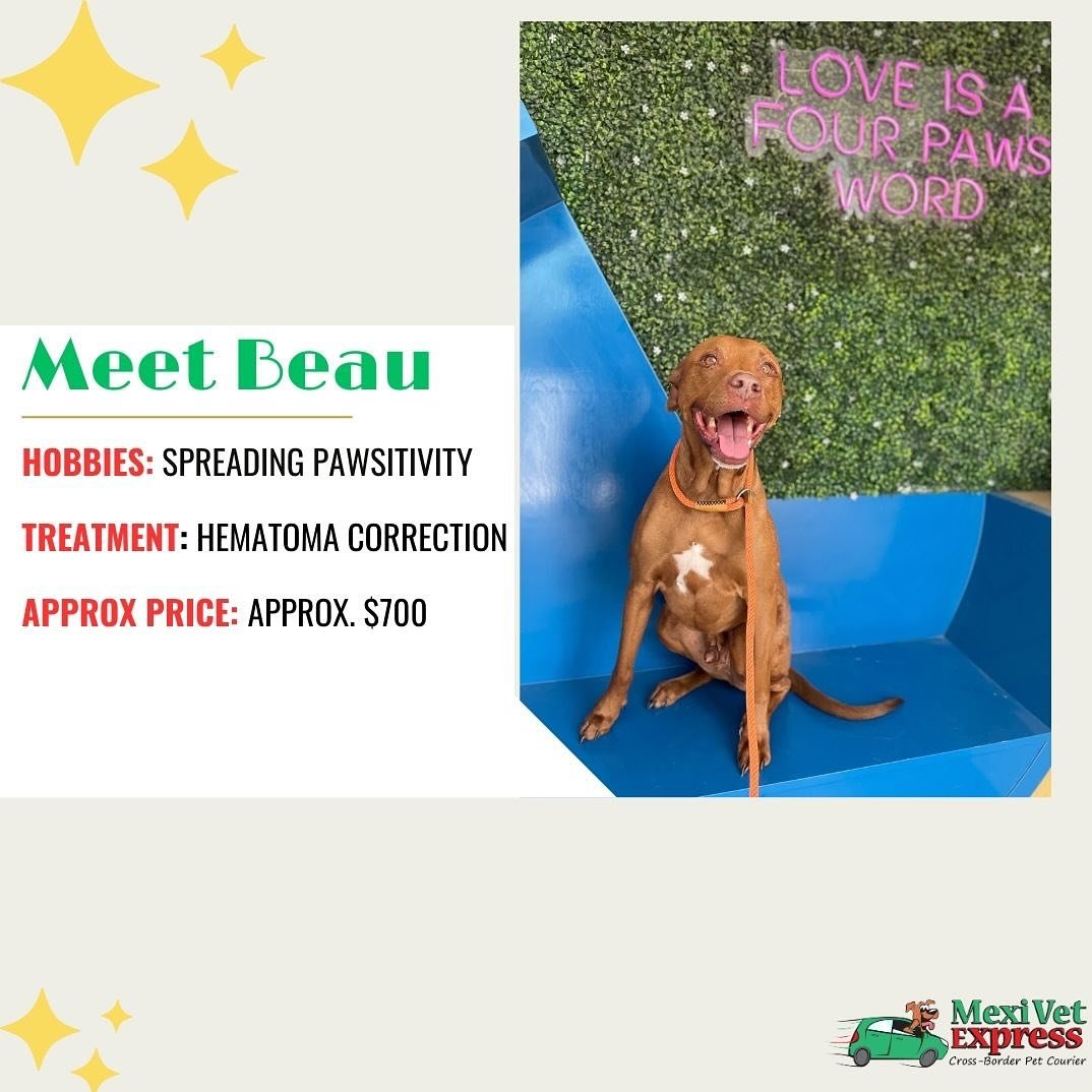 Hematomas may not pose an immediate danger, but if left untreated can cause pain and lead to a more serious problem. 

That&rsquo;s why Beau is happy to be getting treated. We couldn&rsquo;t let this guy lose his pawsitive outlook on life. If your fu