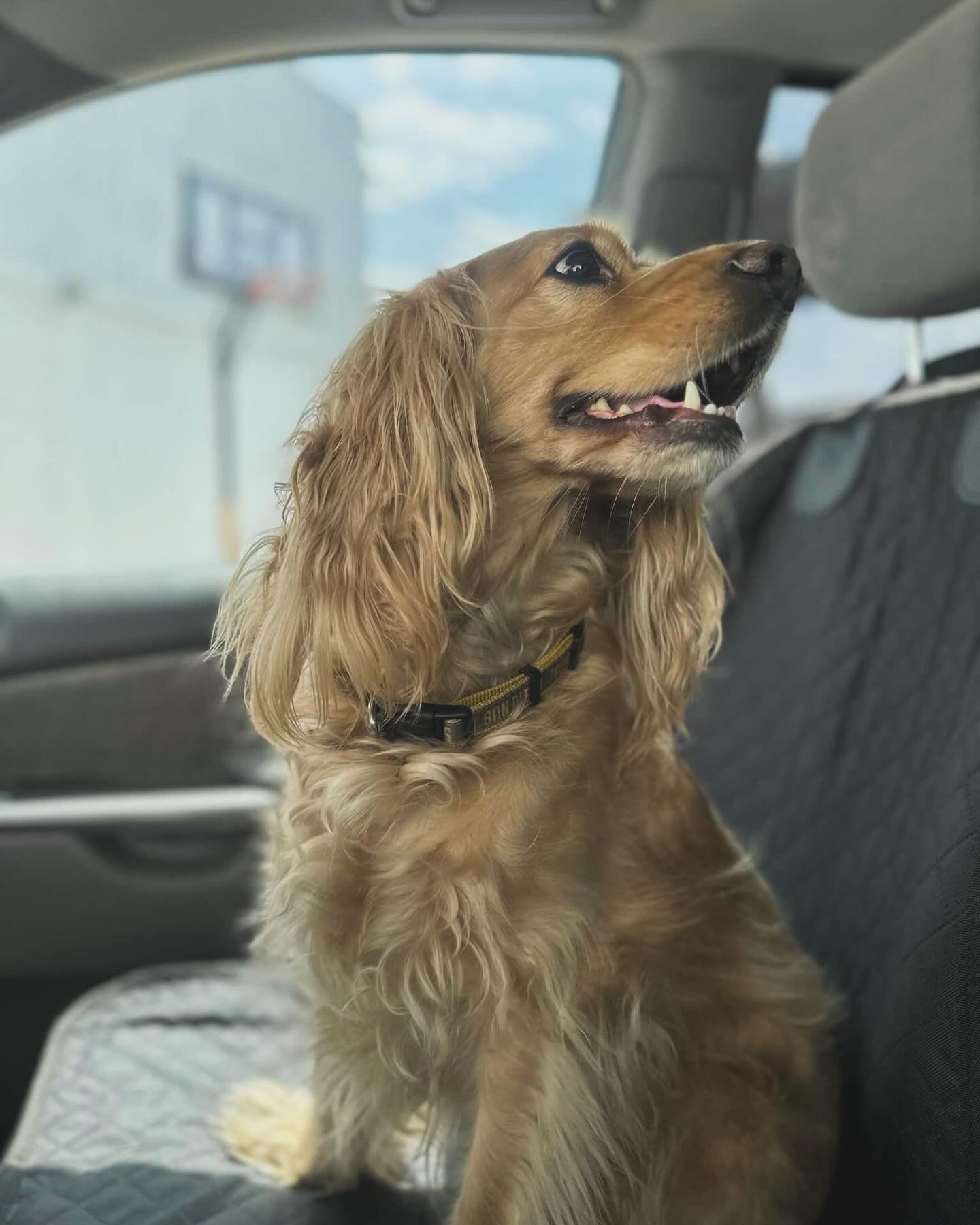 Some fur babies like riding in cars with friends, others prefer riding solo. That&rsquo;s why we offer private and group rides. 

Whether your four-legged bestie is anxious or a social butterfly, we try our best to accommodate for their comfort. Clic