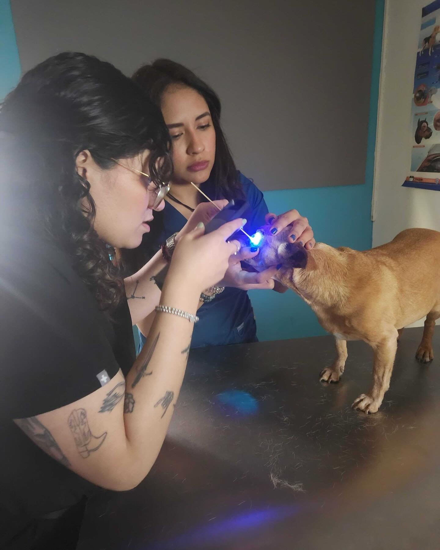 When they say, &ldquo;you should get your eyes checked&rdquo; so you hop on the next MexiVet Express ride to see a specialist. 

Whether something is lodged in your pet&rsquo;s eye or you feel something is wrong with their vision, we can help connect