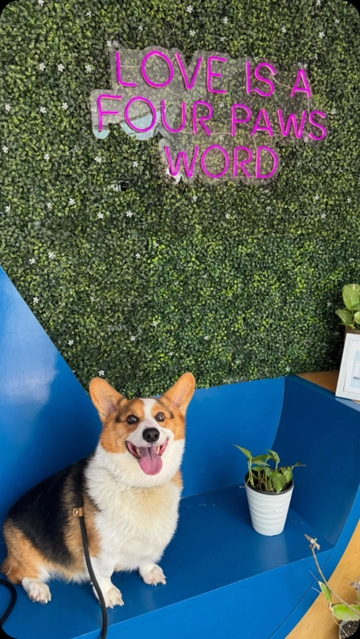 TTA Recovery Timeline — MexiVet Express