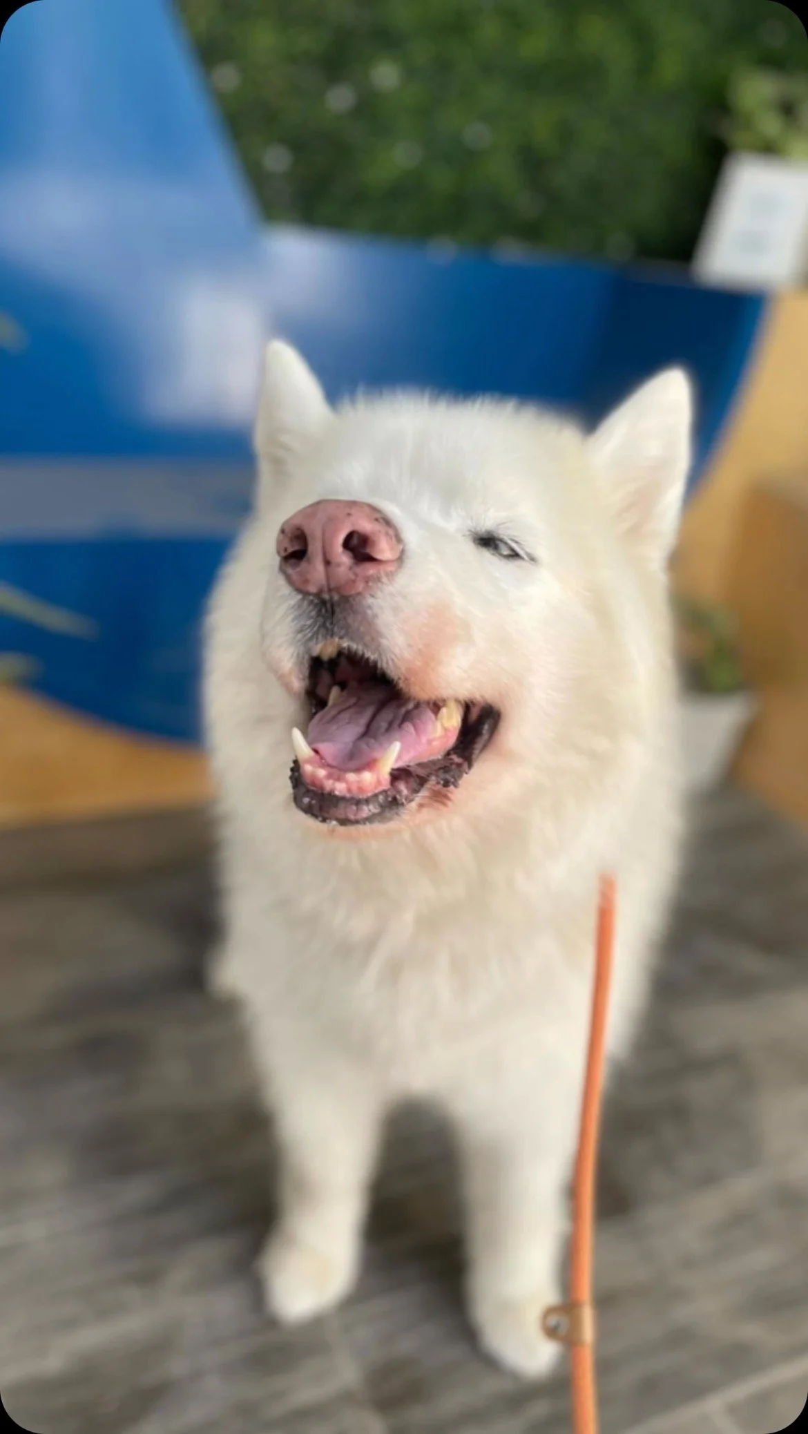 TTA Recovery Timeline — MexiVet Express