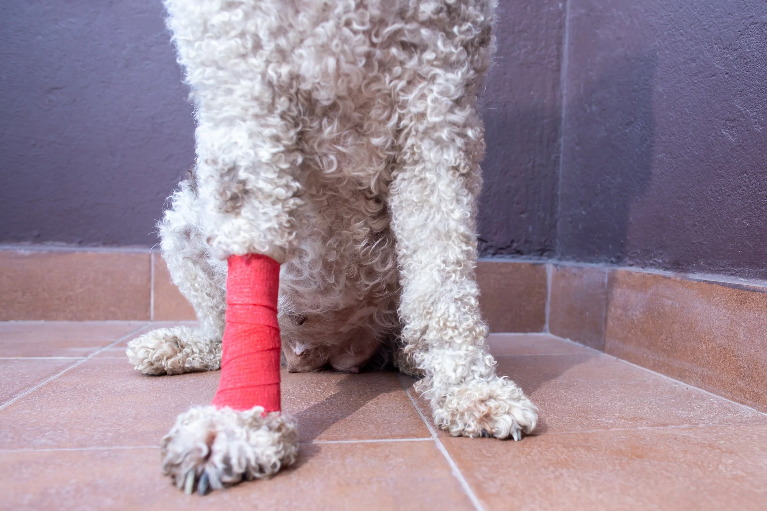 Broken (Fractured) Bone Surgery For Dogs: What to Expect