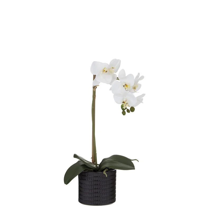 Butterlfy Orchid