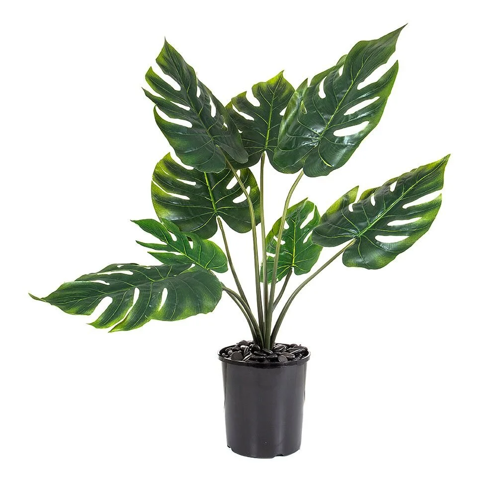 Monstera.jpg