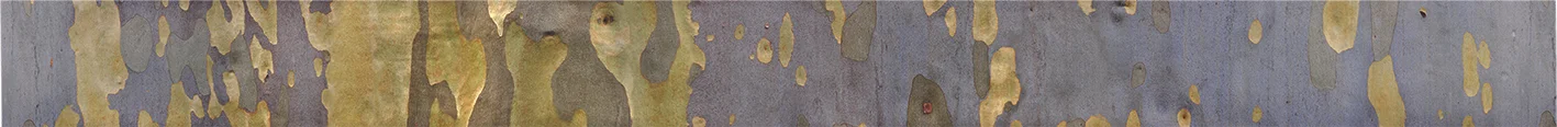 Spotted Gum Panorama.jpg