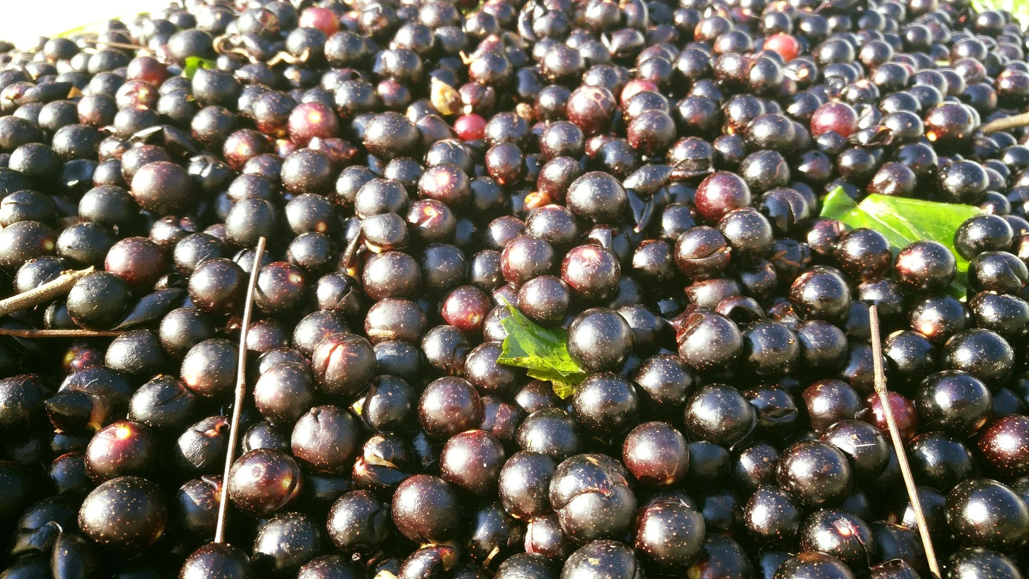 Get to Know the Muscadine