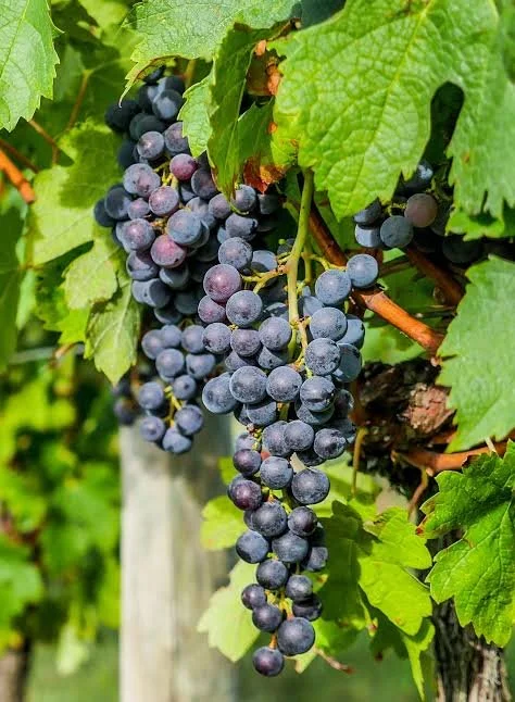 Chambourcin in the Smokies: A Tennessee Treasure at Cades Cove Cellars