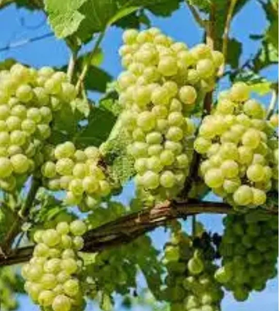 The Magic of Niagara Grapes in Every Sip – Featuring Roaring Fork &amp; Firefly