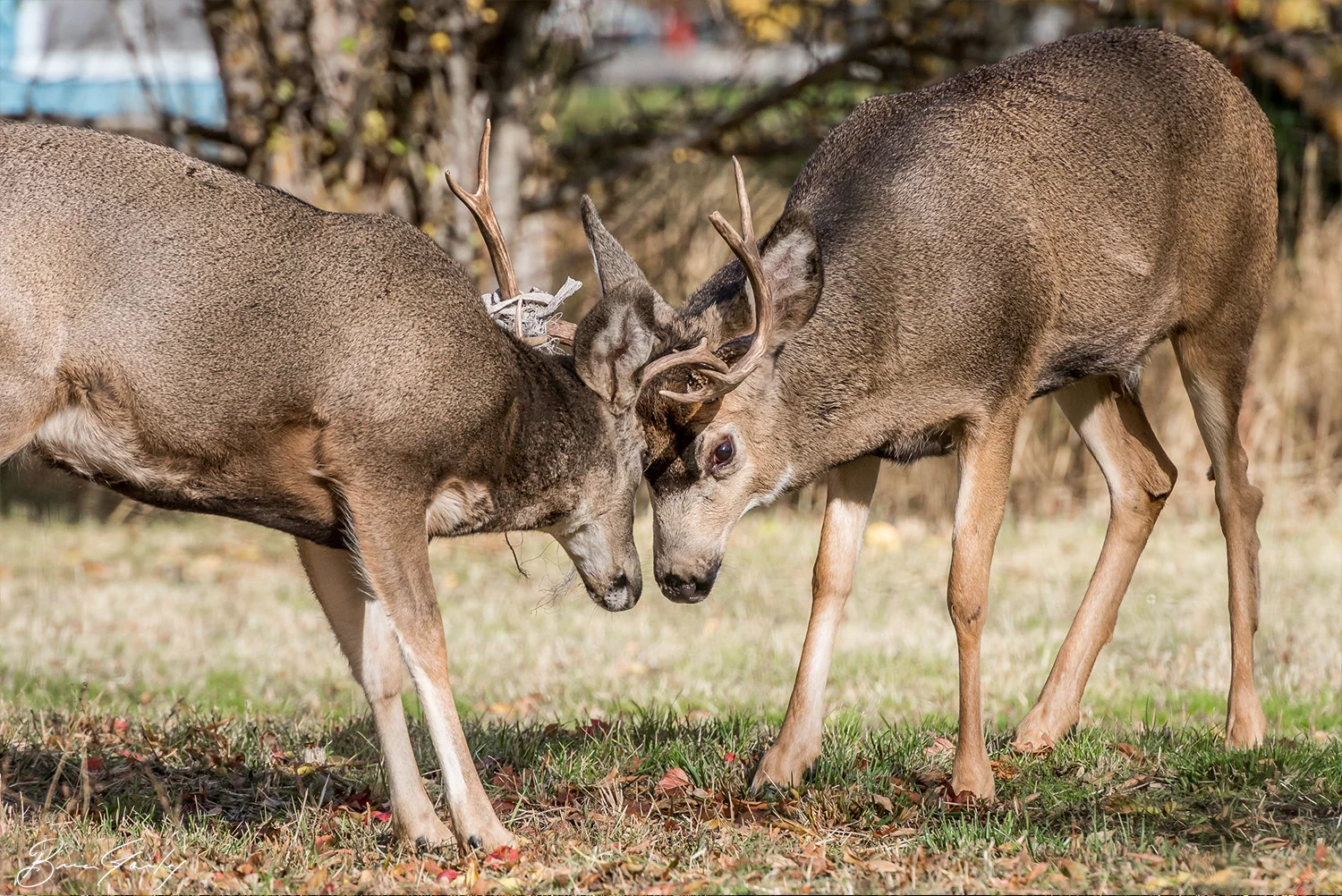 BGP_Deer.jpg