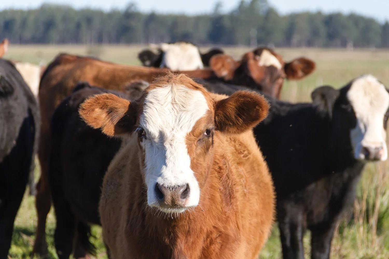 stock-cattle.jpg