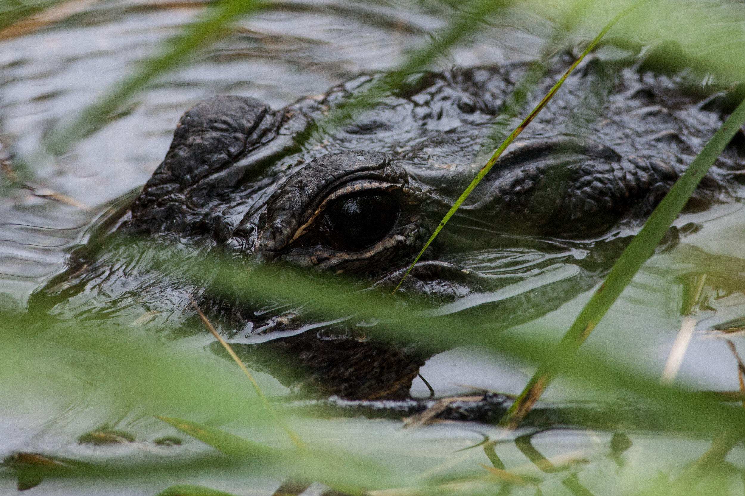 Ambush Gator.jpg