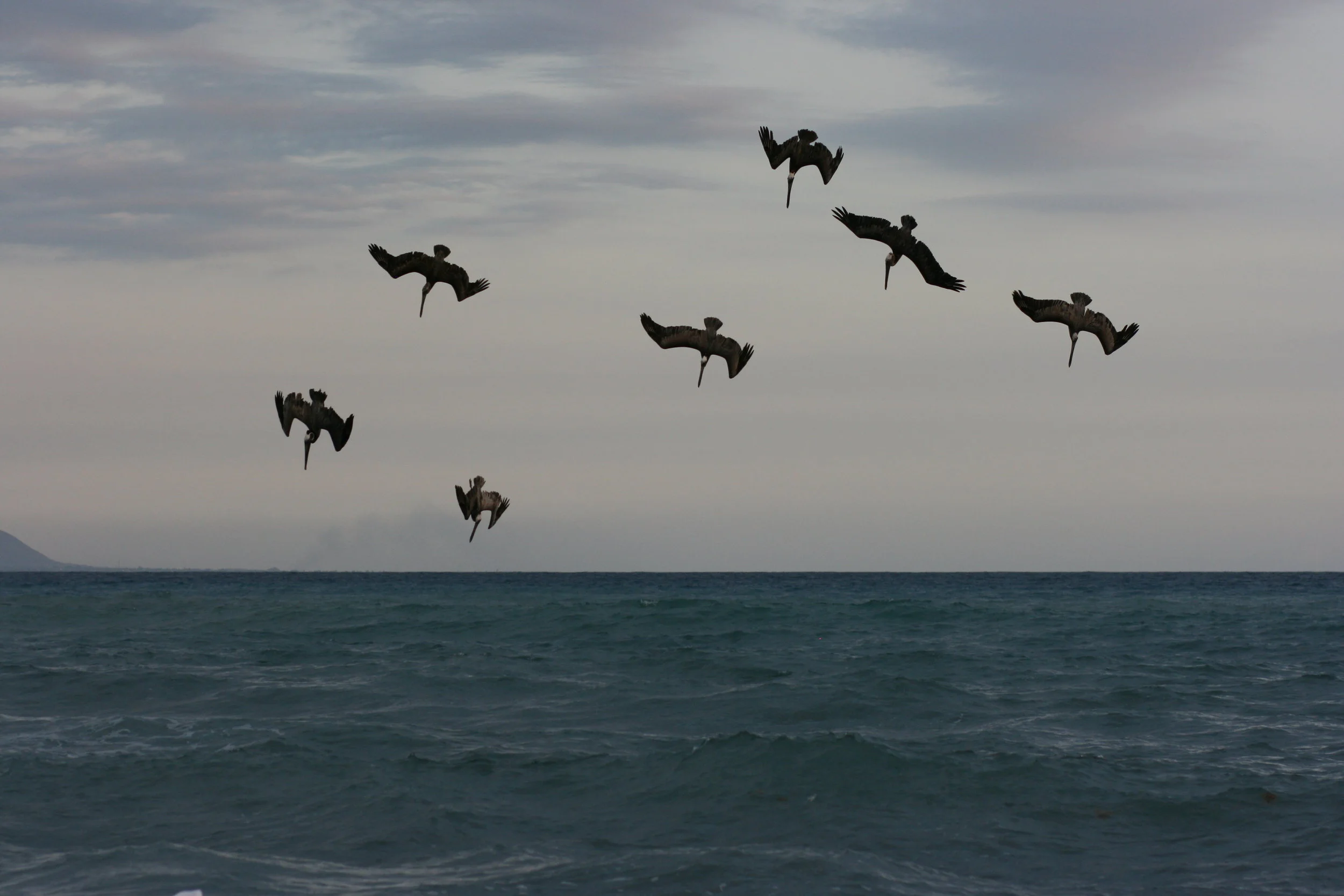 (c) Ian Gage Dinner is Served.JPG