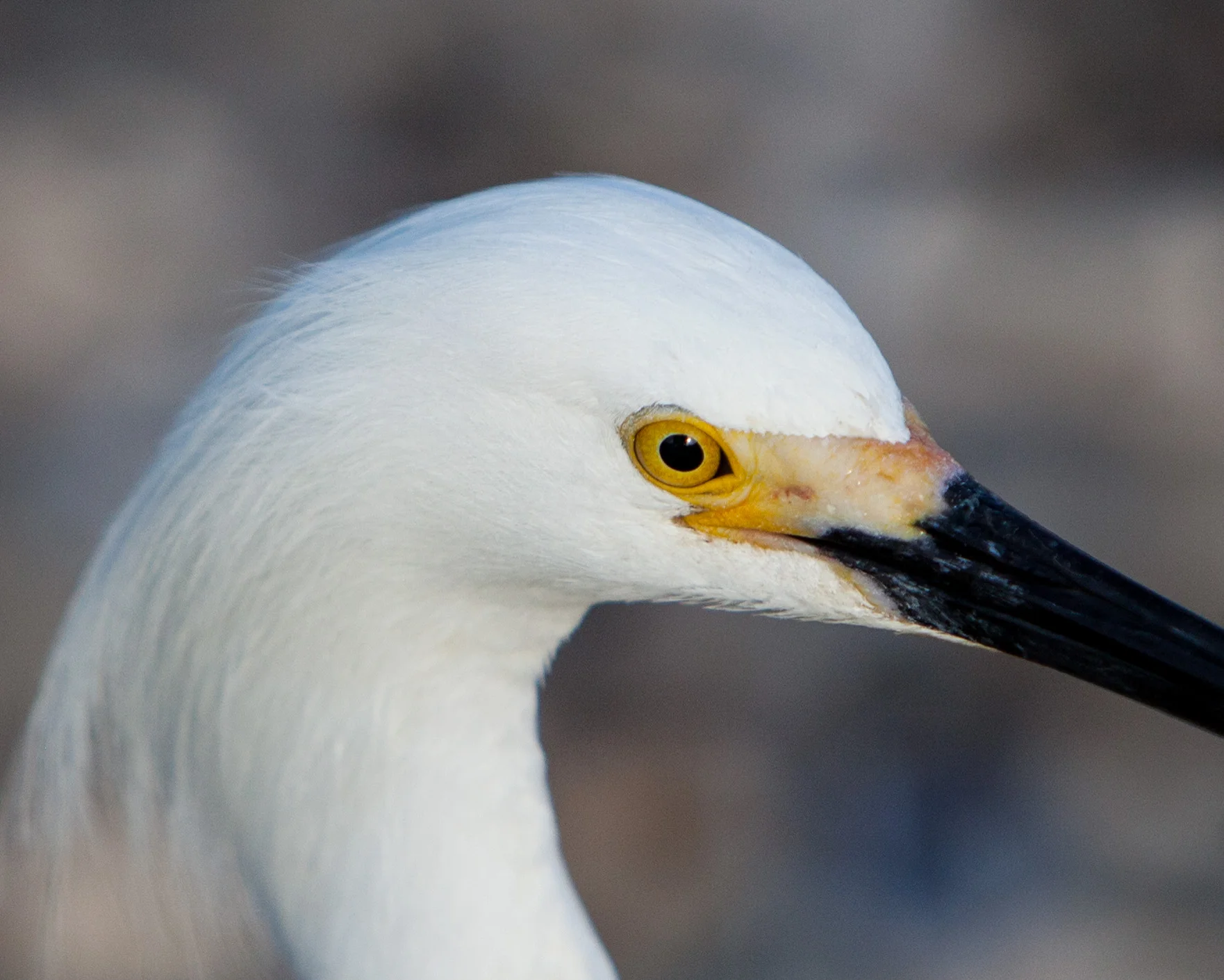Egret Eye.jpg