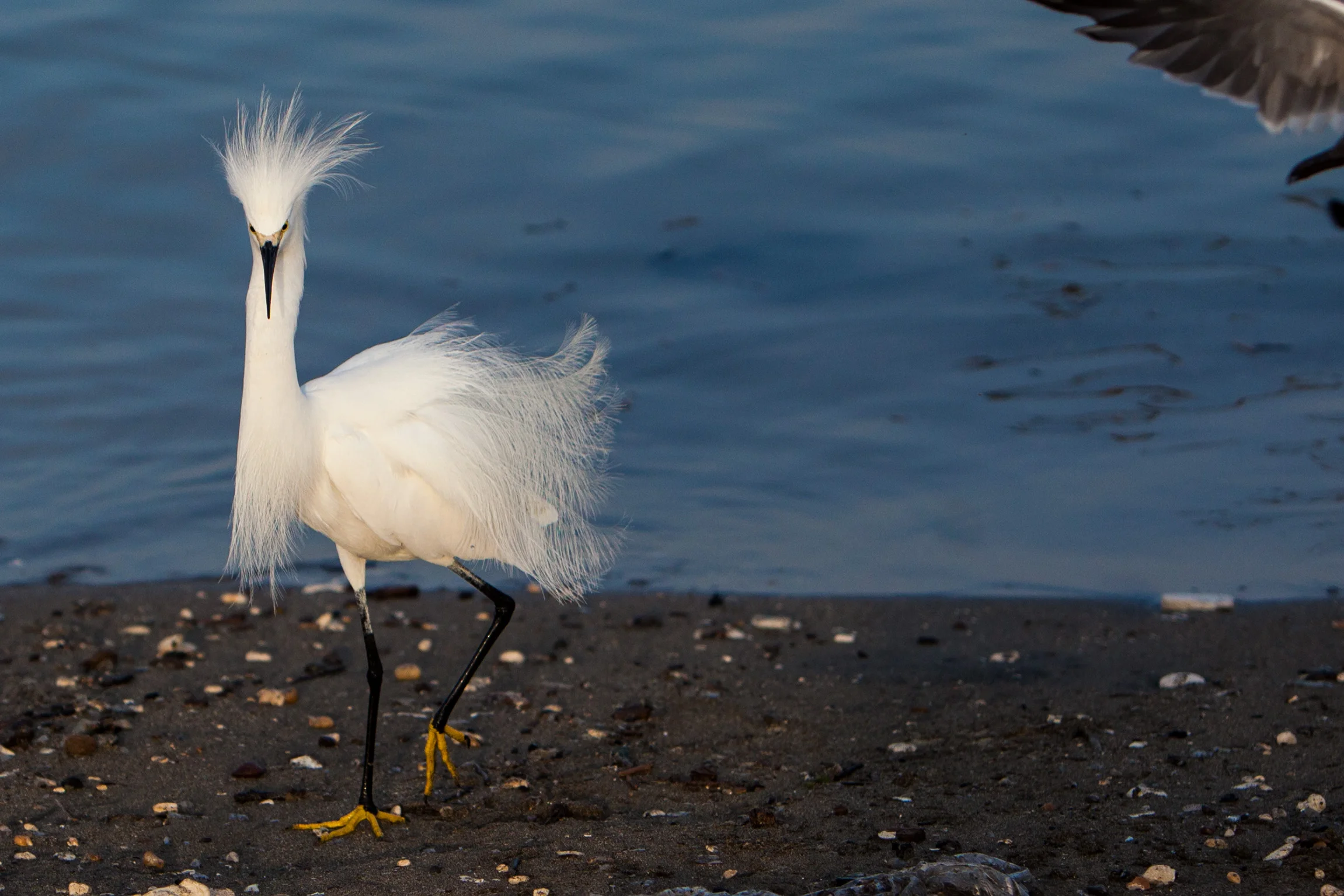 Frizzed Egret.jpg