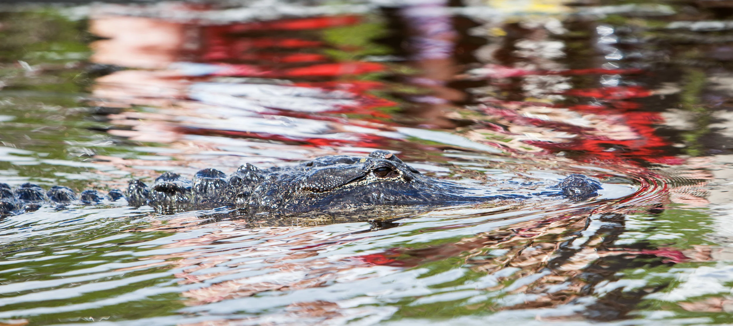 Funky Alligator.jpg