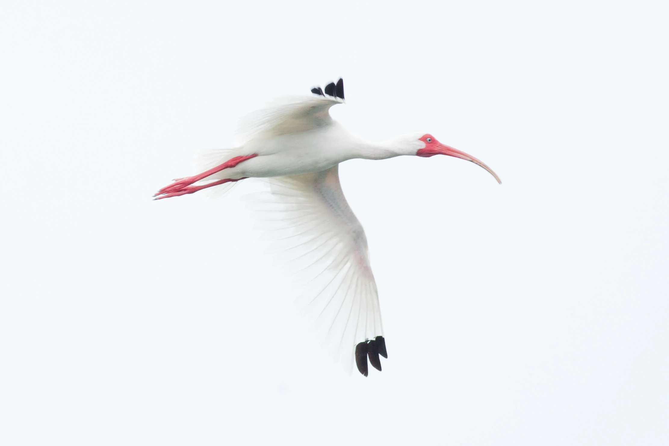 Ibis in Flight.jpg