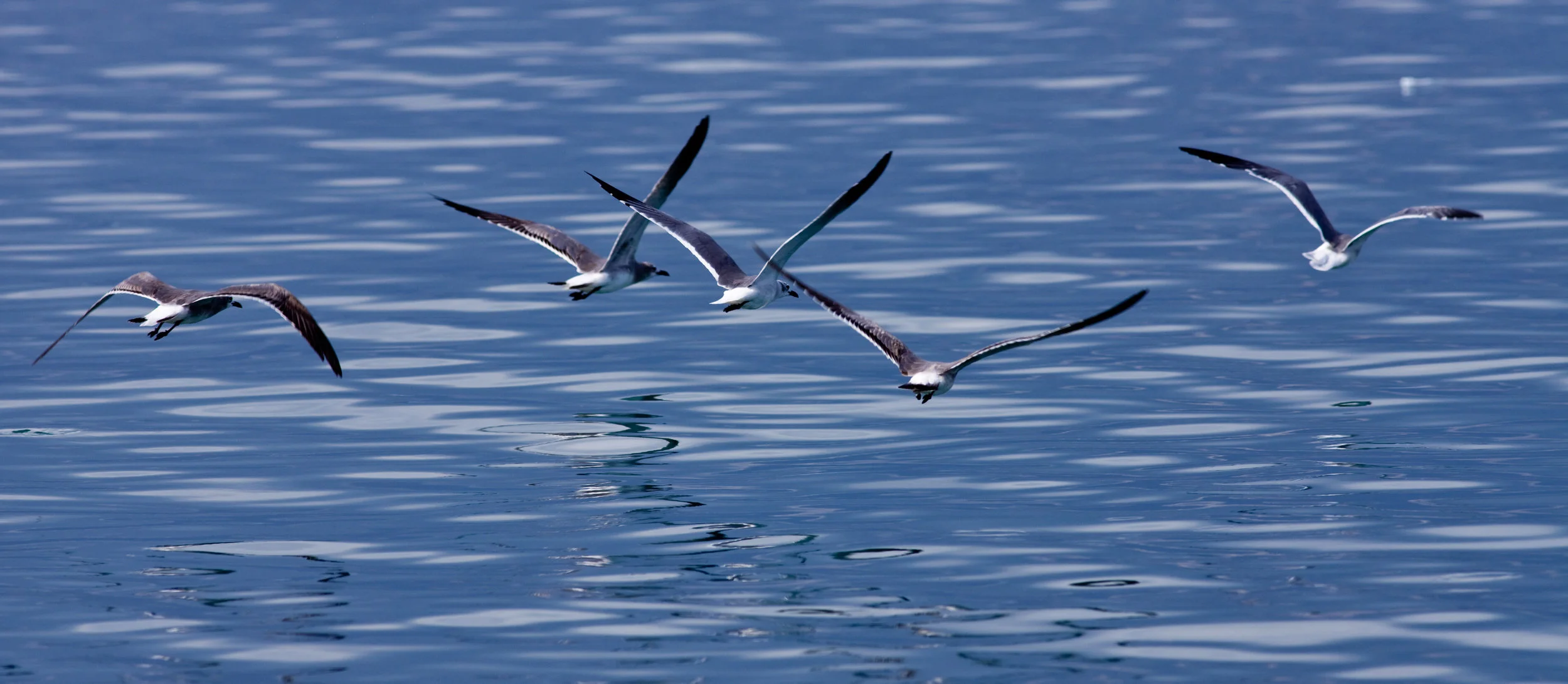 Gulls in Sync.jpg
