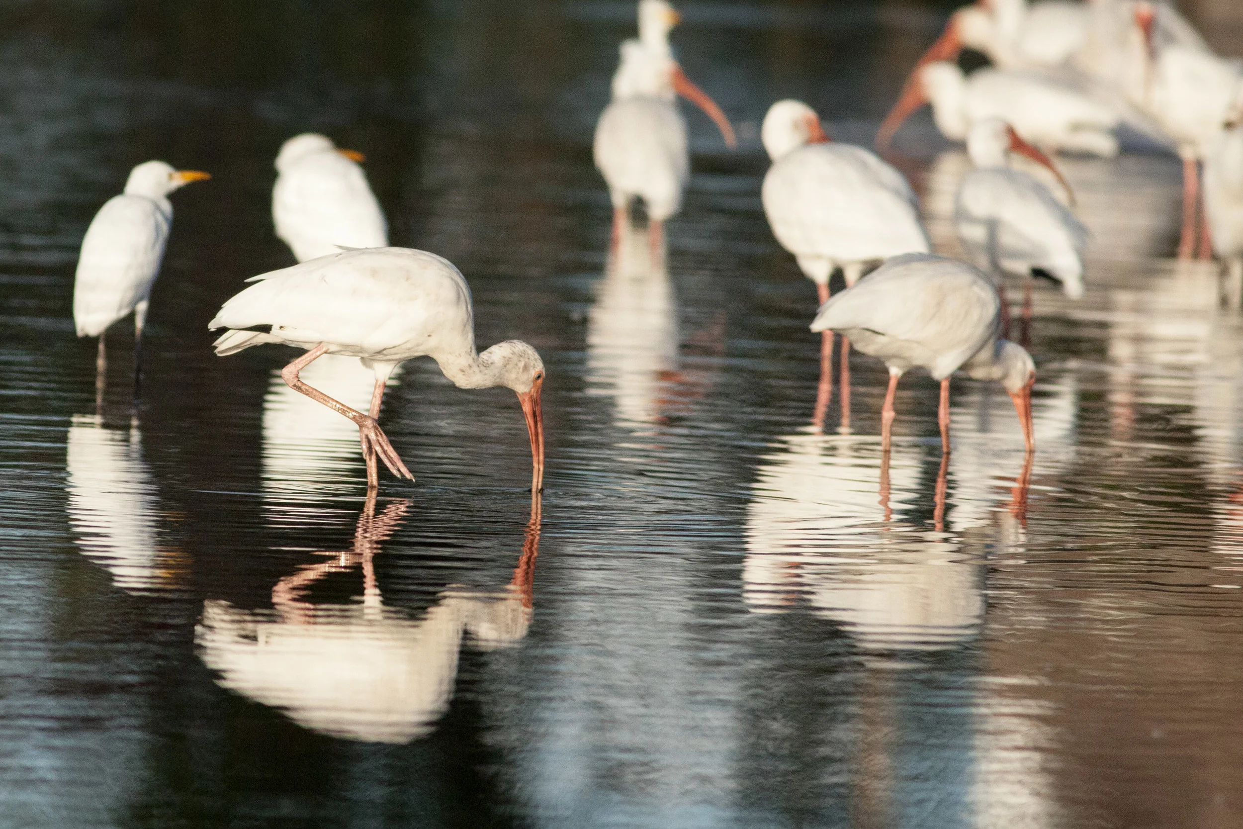 Ibis in Reflection.jpg