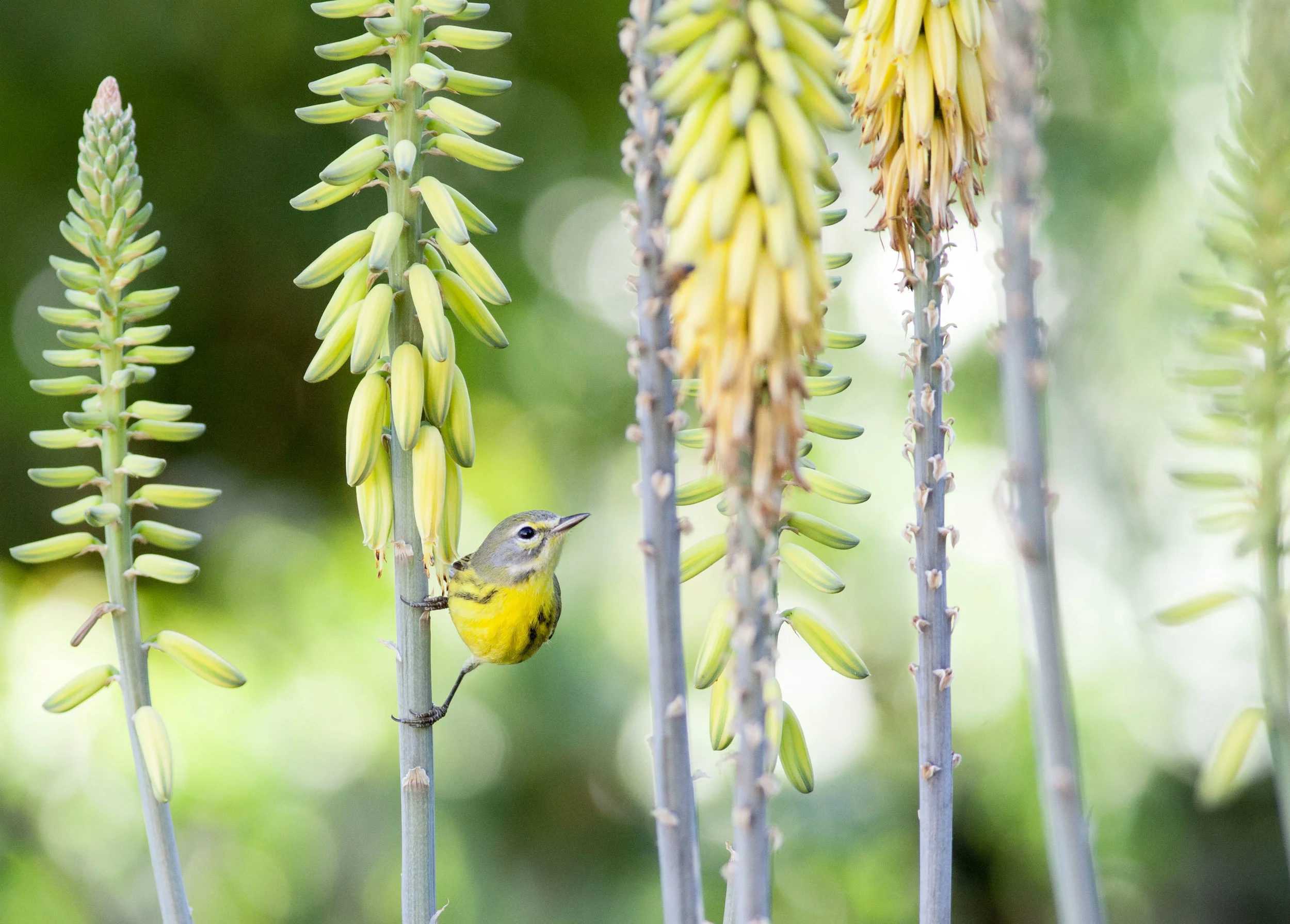 Prairie Warbler.jpg