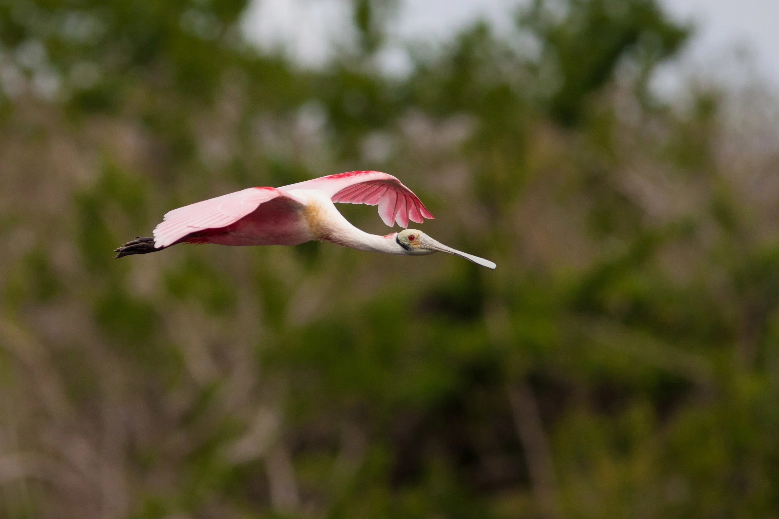 Roseate in Flight.jpg
