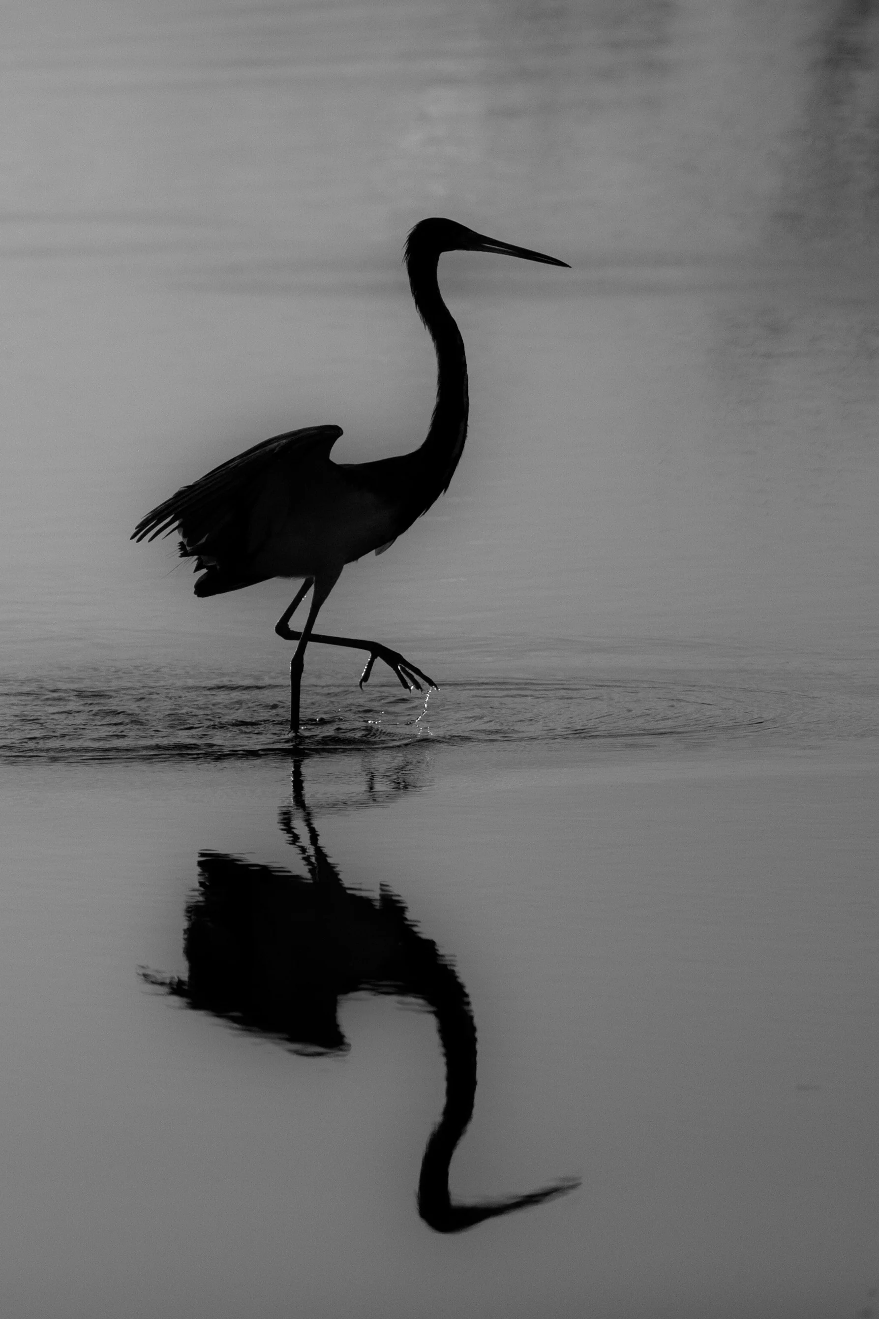 Shadow Down Steppin.jpg