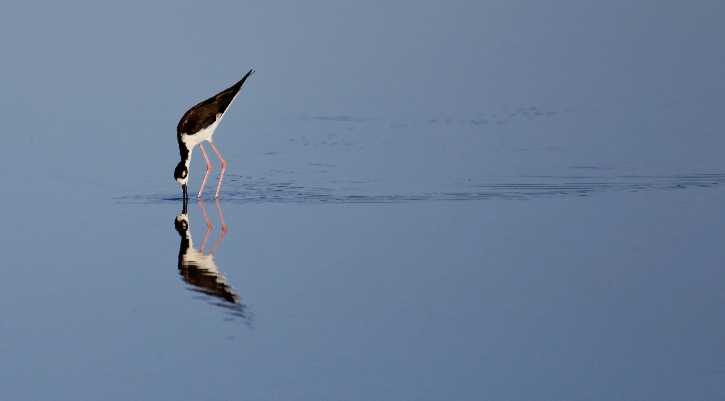 Stilt in Salt Pond.jpg
