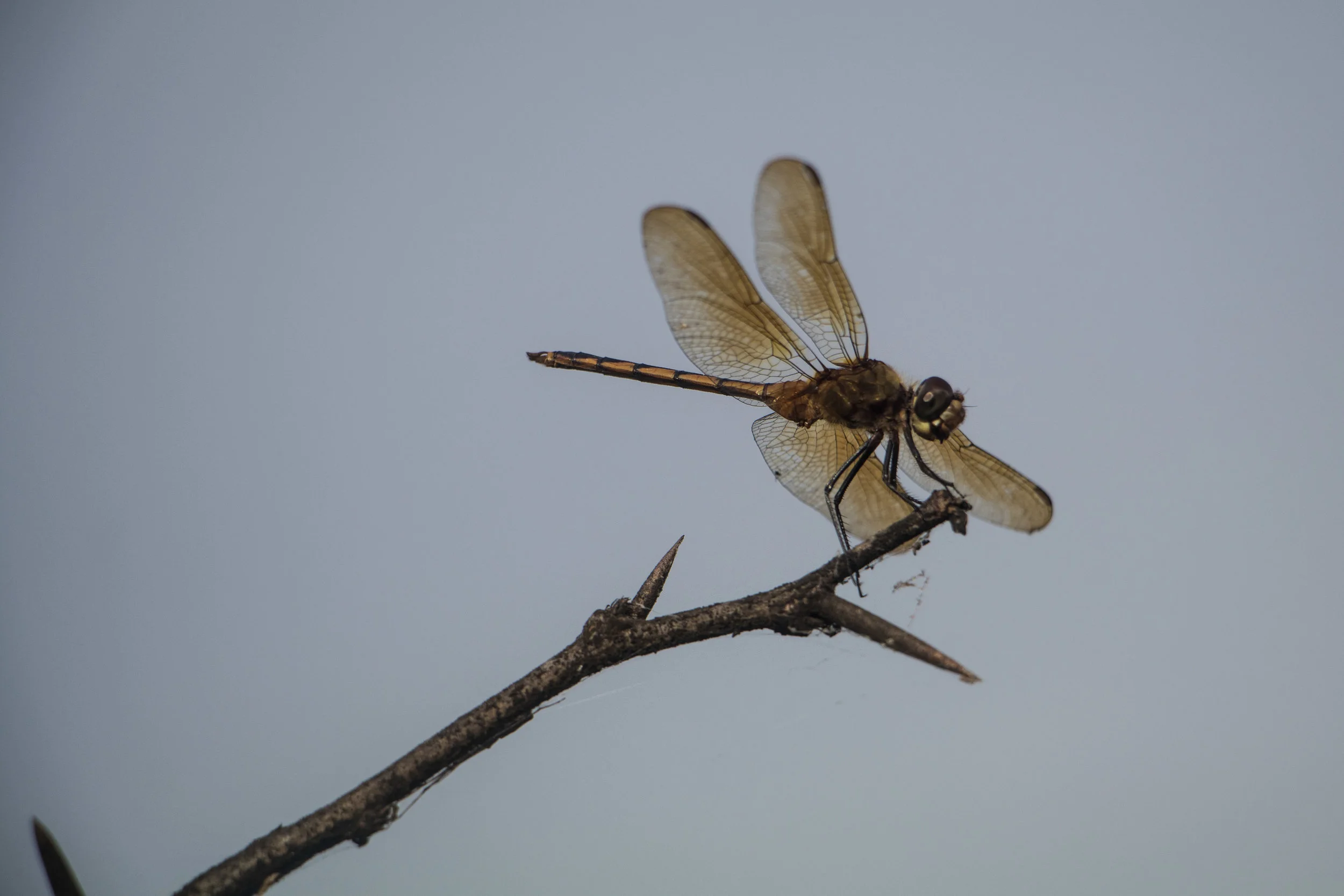 Treasured Firefly.jpg