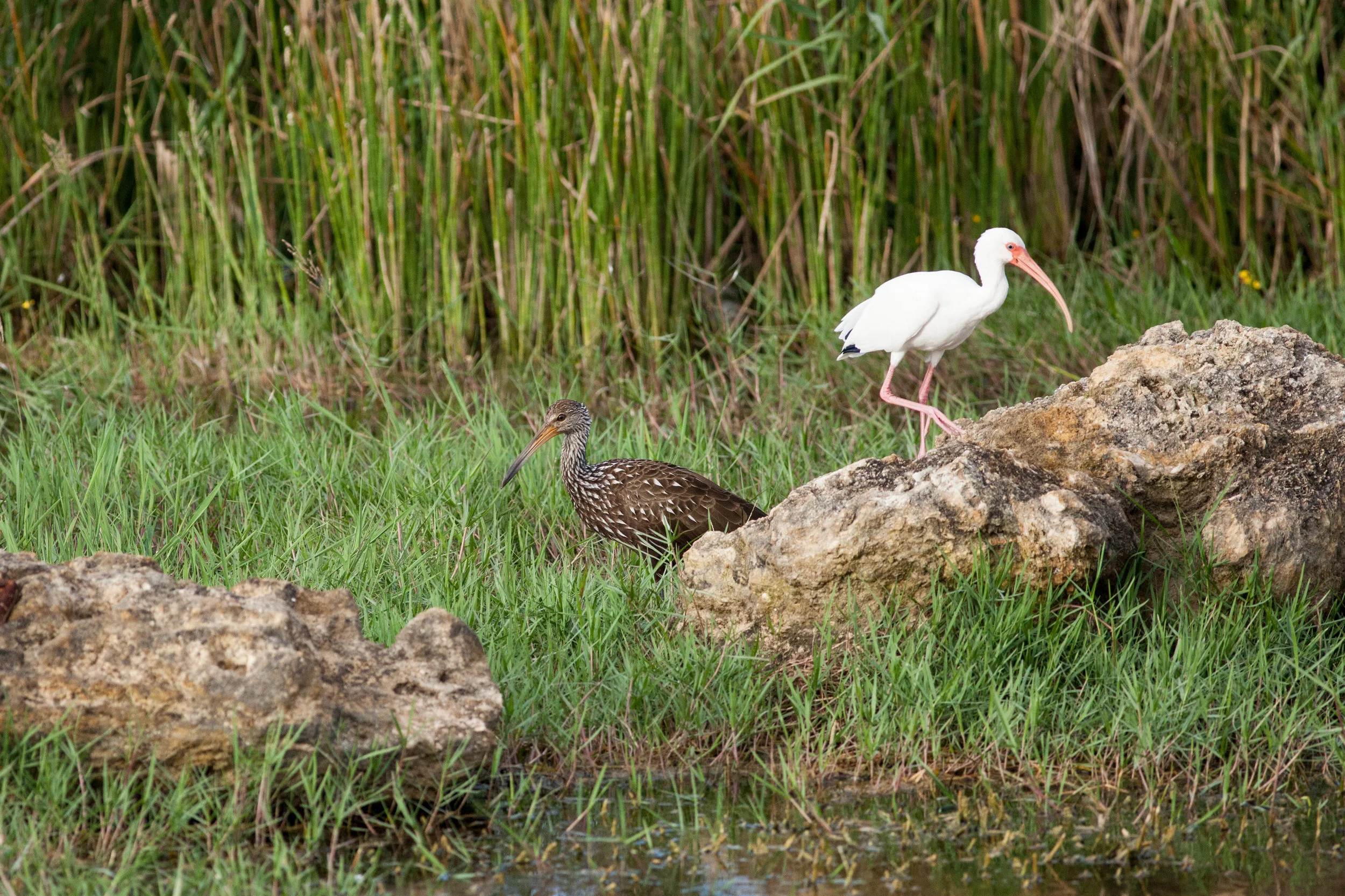 Willet and Ibis.jpg
