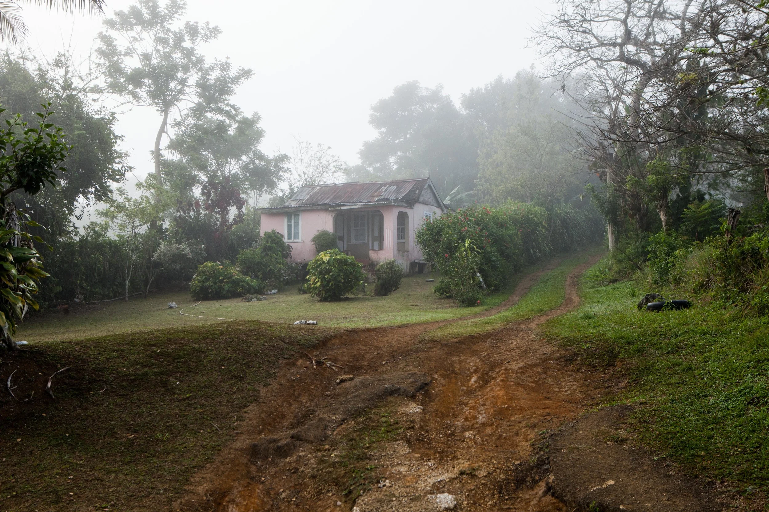 Pink in the Mist.jpg