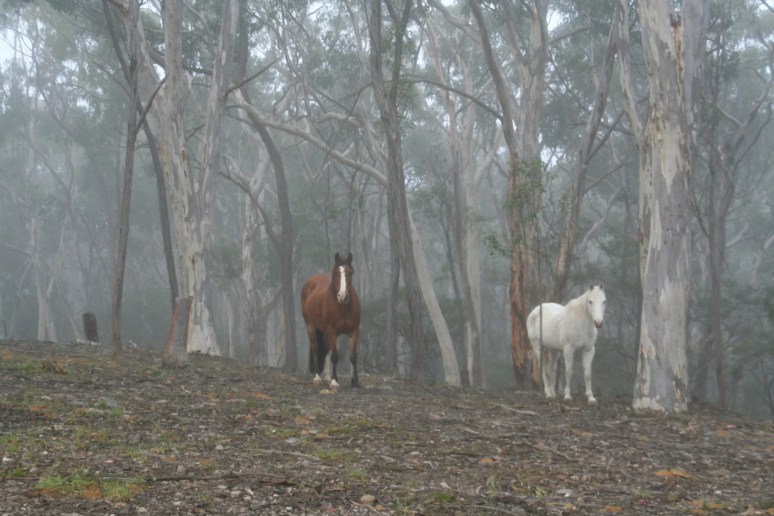 Canon Canon EOS DIGITAL REBEL XT -3456x2304-1273231895.JPEG