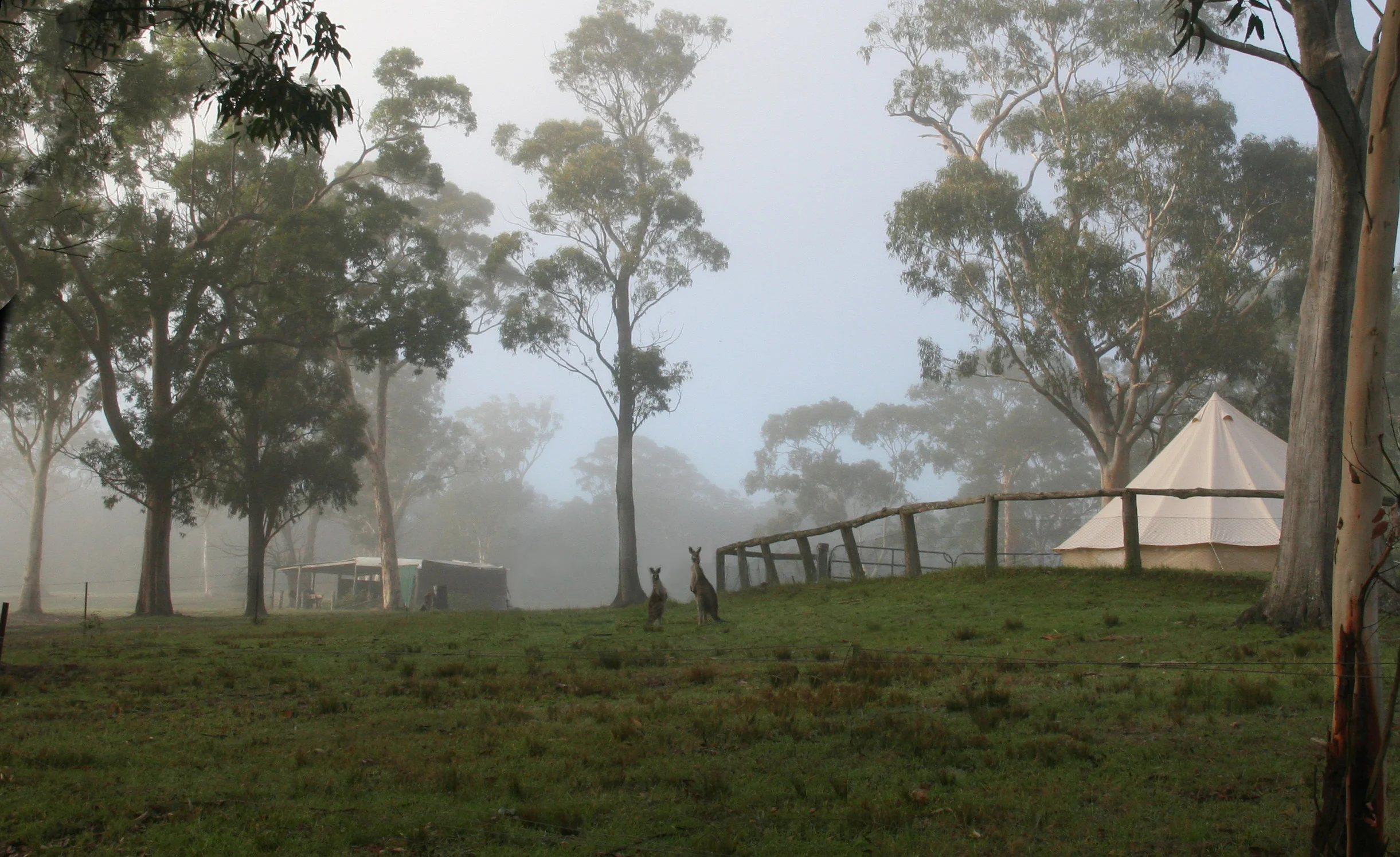 kangaroo at camp.jpg