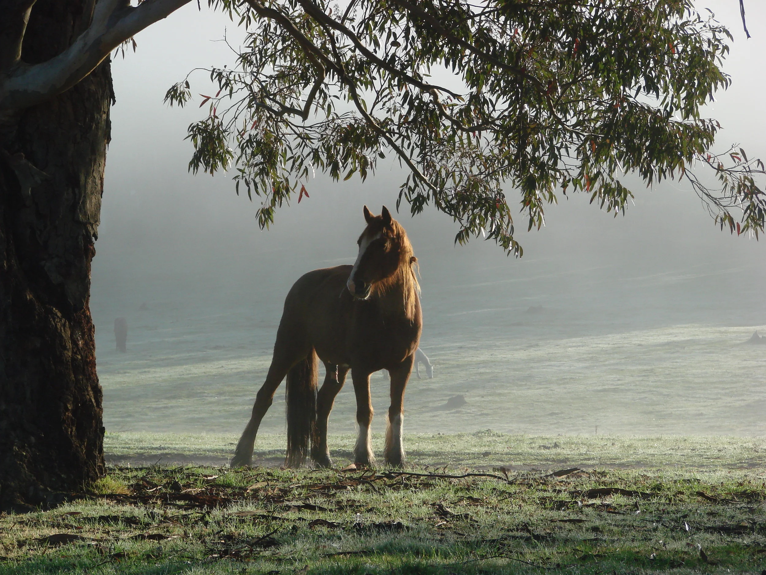 SONY DSC-H5 -3072x2304-293927831.JPEG